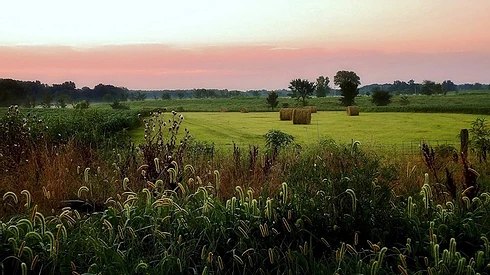 Calhoun Hay Field