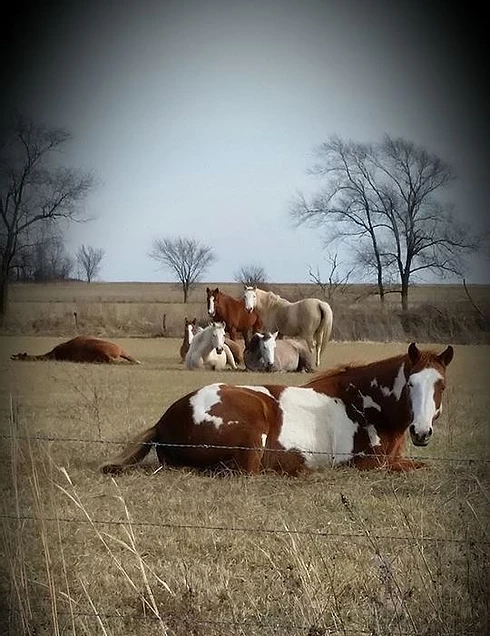 Jesse Crain Farm, Windsor, Mo